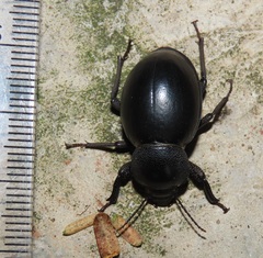 Ocnodes