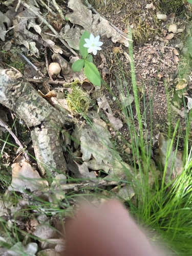 Arctic Starflower