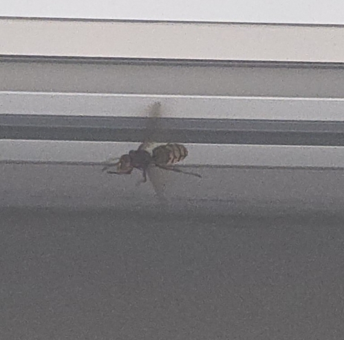 European Hornet