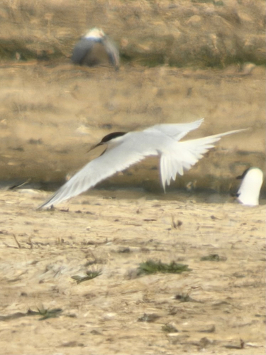 Roseate Tern (Sterna dougallii), photo 6