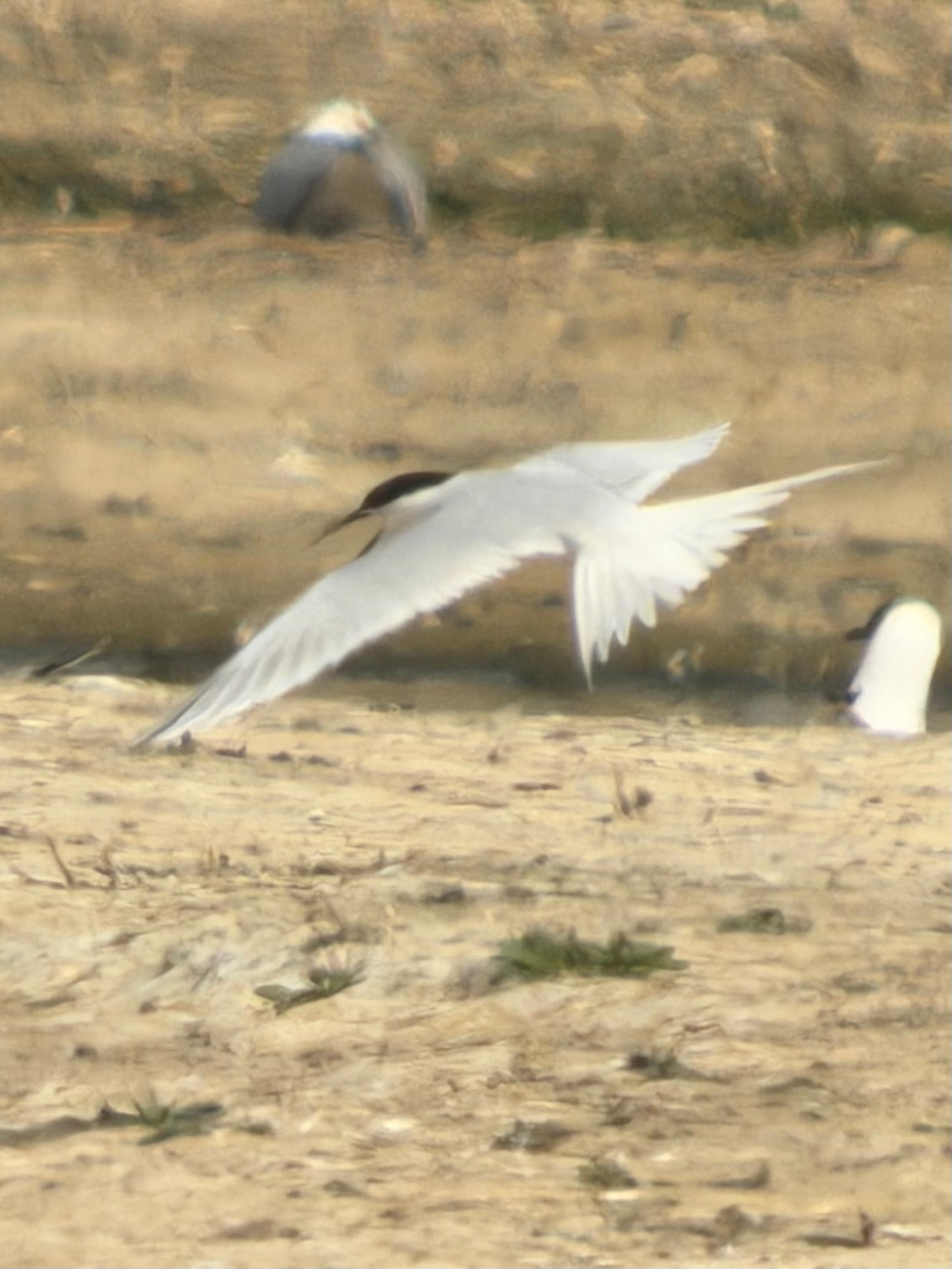 Roseate Tern (Sterna dougallii), photo 8