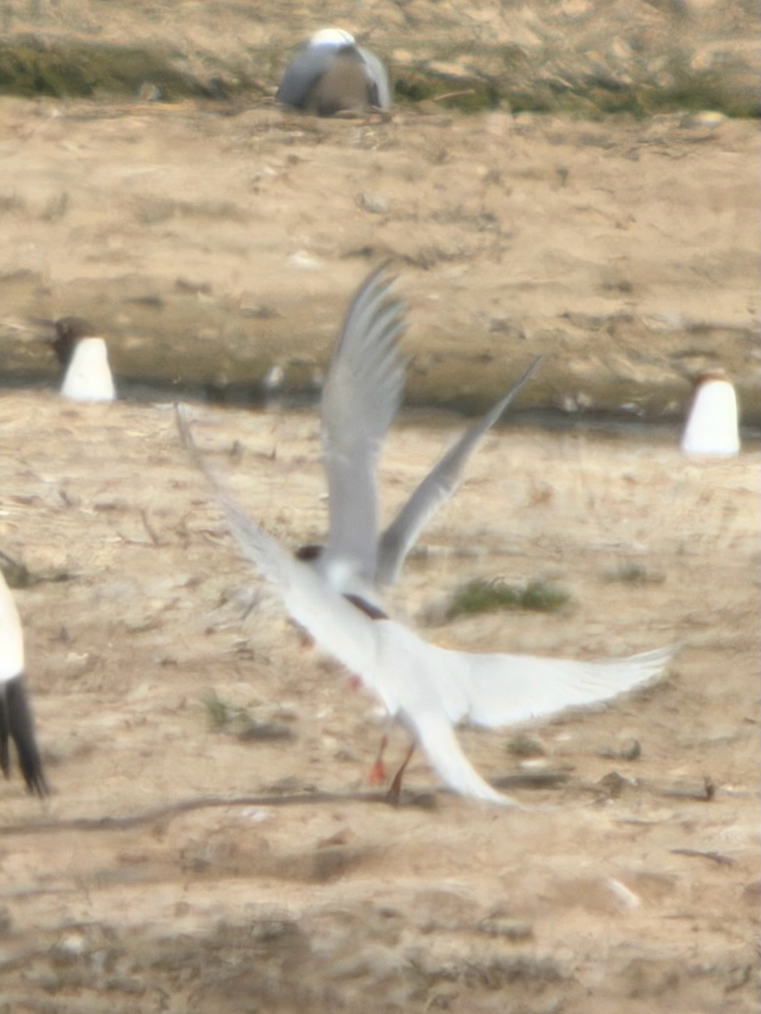 Roseate Tern (Sterna dougallii), photo 9