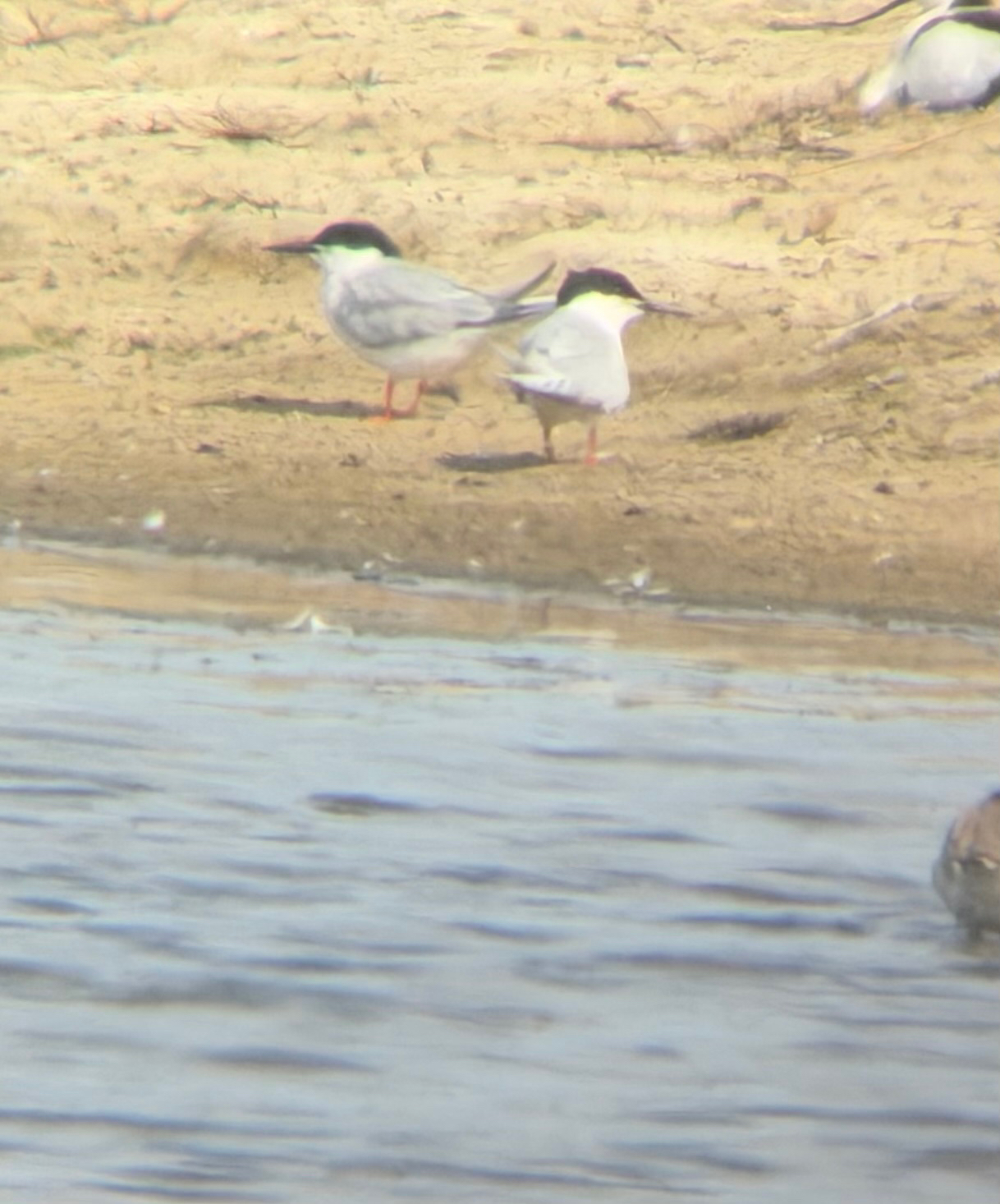 Roseate Tern (Sterna dougallii), photo 10