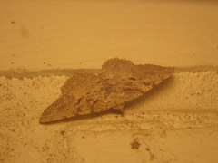 Digrammia gnophosaria