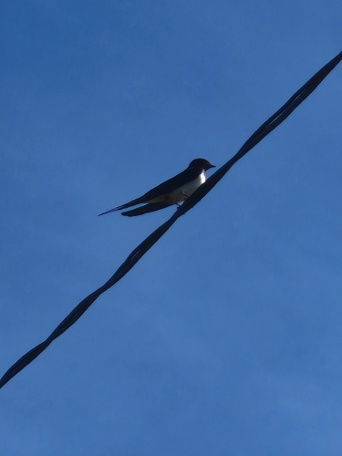 Barn Swallow