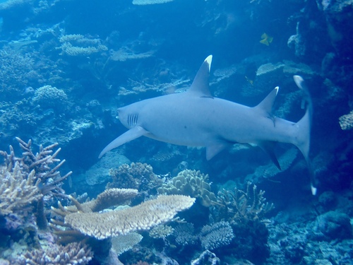 Whitetip Reef Shark