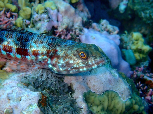 Variegated Lizardfish