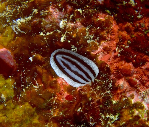 Striped Phyllidiopsis