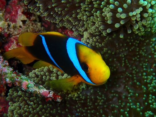 Orangefin Anemonefish