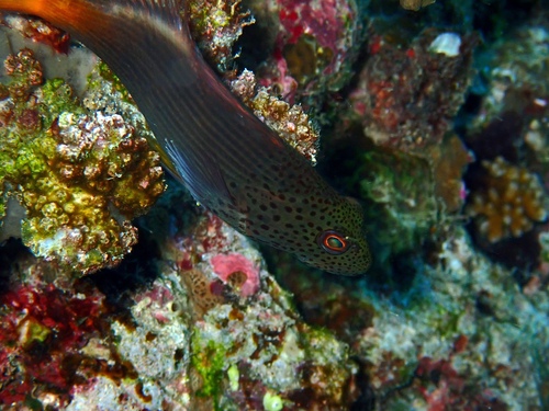 Freckled Hawkfish