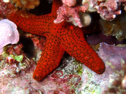 Thousand-pores Sea Star