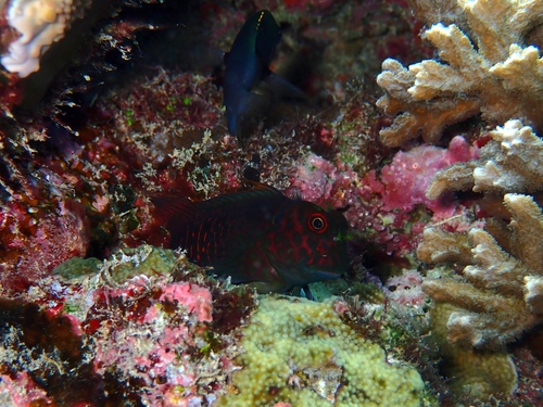 Redstreaked Blenny