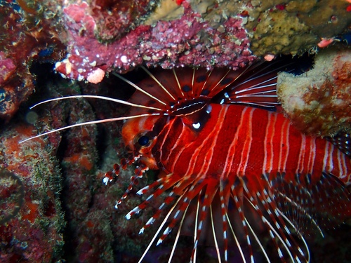 Spotfin Lionfish