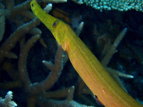 Pacific Trumpetfish