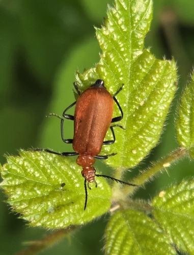 Pyrochroa serraticornis