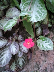 Episcia