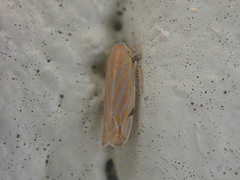Deltanus texanus