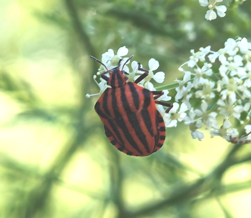 Continental Striped Shield Bug