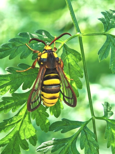 Hornet Moth