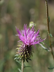 Ptilostemon chamaepeuce, photograph (c) Marios Thoma, some rights reserved (CC BY)