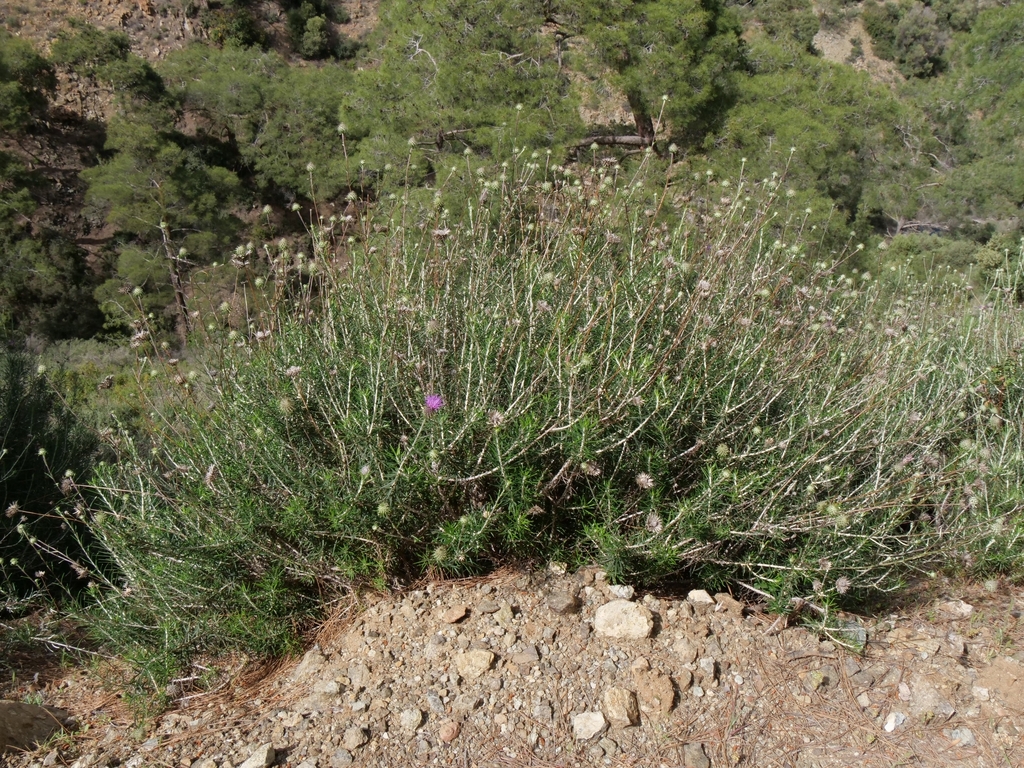 Ptilostemon chamaepeuce; photograph (c) Marios Thoma, some rights reserved (CC BY)