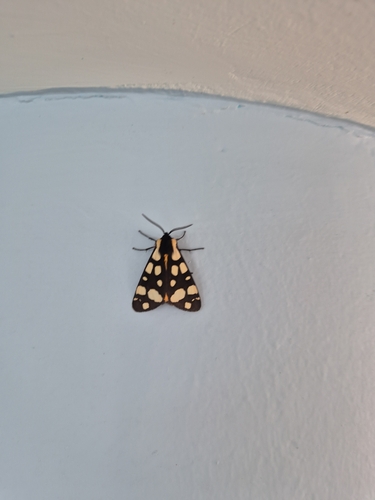 Cream-spot Tiger