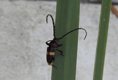Lissonotus flavocinctus