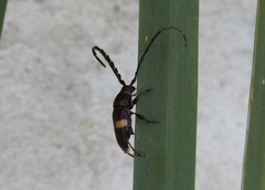 Lissonotus flavocinctus
