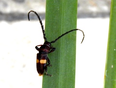 Lissonotus flavocinctus