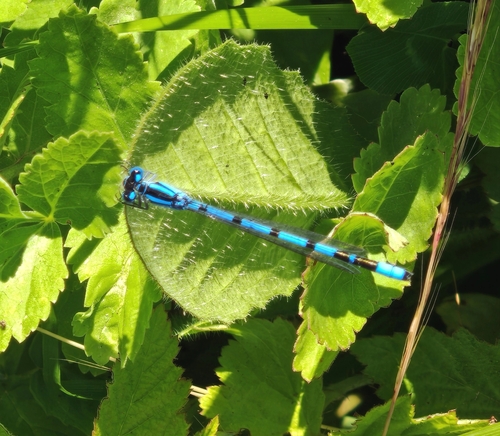 Common Blue Damselfly