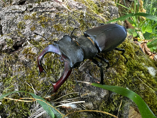 European Stag Beetle