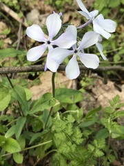 Phlox divaricata