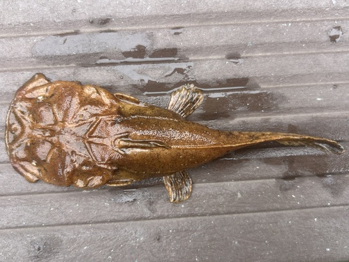Angler catfish (Chaca bankanensis) — Chacidae — 2
