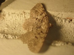 Digrammia gnophosaria