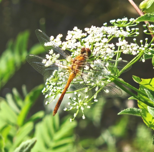 Ruddy Darter