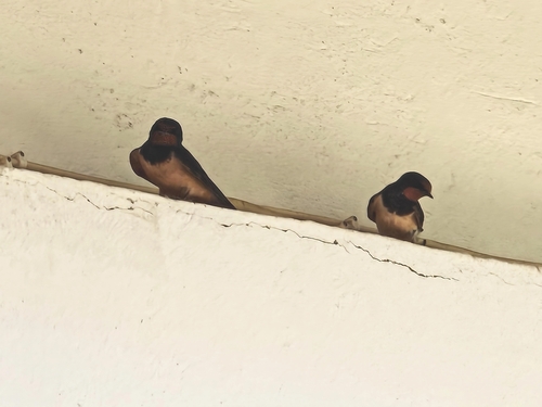 Barn Swallow
