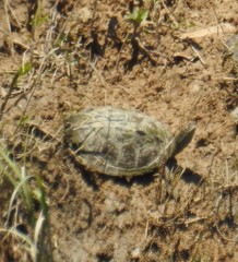 Graptemys pseudogeographica kohnii