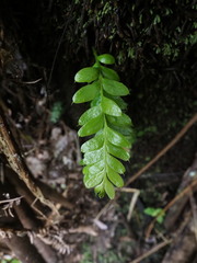 Tmesipteris lanceolata