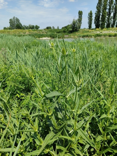 wild teasel