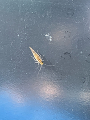 Caeciliusidae