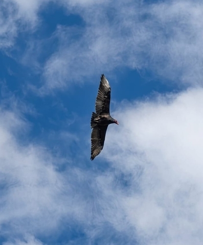 Turkey Vulture