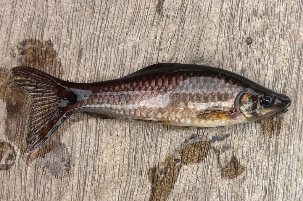 Bantak Batu (Osteochilus spilurus)