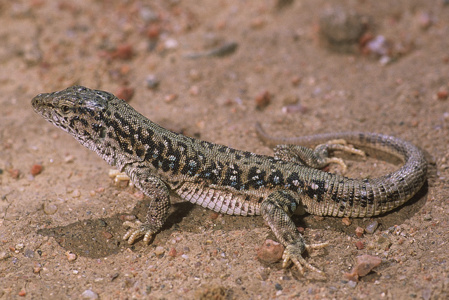 Szczerbak's Racerunner (Eremias szczerbaki)