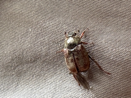 Welsh Chafer, Telderskade, Leiden, Zuid-Holland, NL, photo 10 of 10