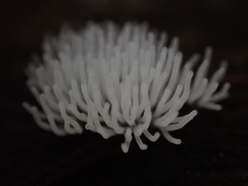 Common Coral Slime