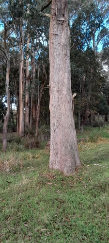 Eucalyptus dives