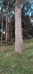 Eucalyptus dives