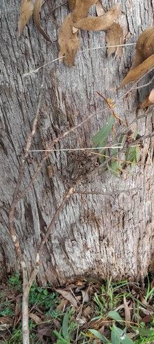 Eucalyptus dives, photograph 2