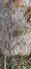 Eucalyptus dives, photograph author not stated, no rights reserved