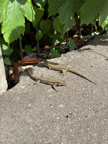 Common Wall Lizard